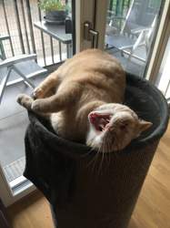 Katze besteht zu 80% aus Rachen.