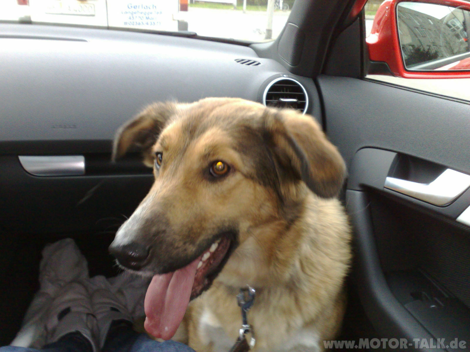 Hund im Sportback? Erfahrungen