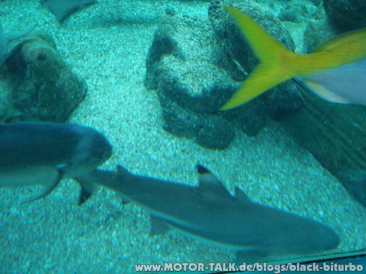 Bournemouth Ozenarium