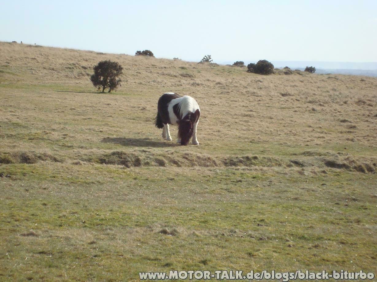 Dartmoor Pony