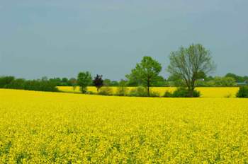 Raps-bei-schwarzenbek