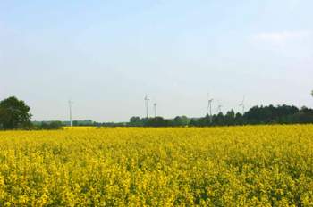 Raps-bei-schwarzenbek2