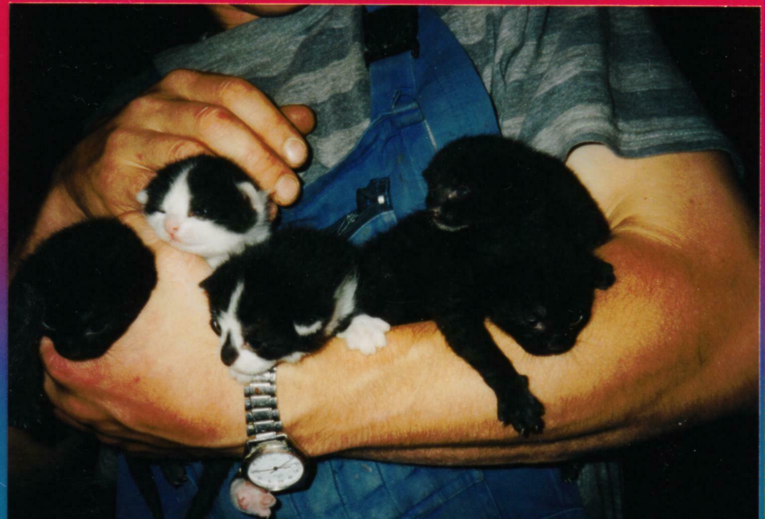 Häuschen von der Bodengruppe trennen! HILFE