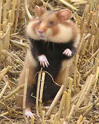 Feldhamster