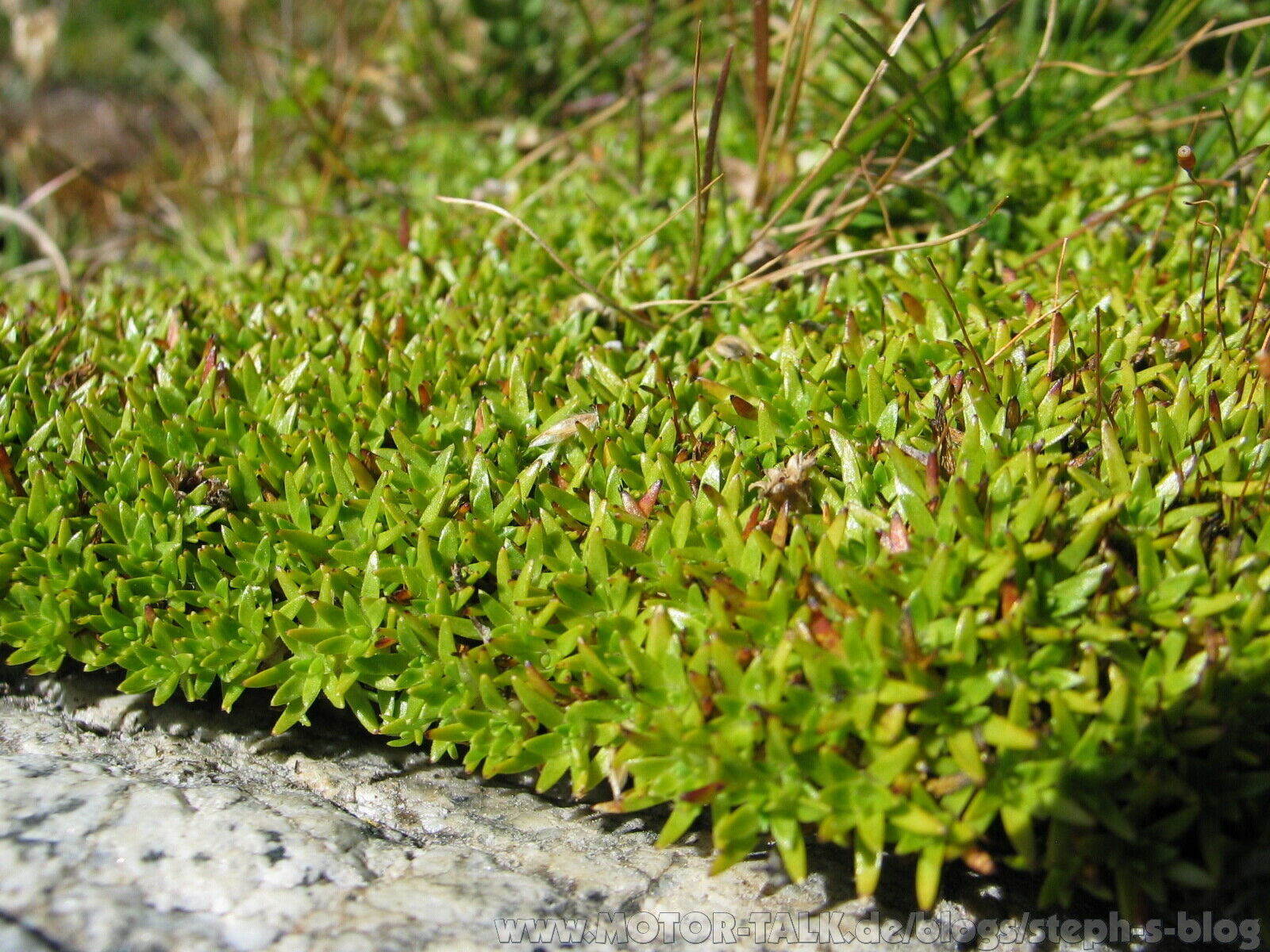 grimsel-oberaarsee-sept-2009-063