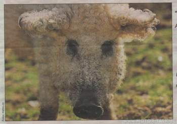 So-huebsch-ist-der-bayer-alex