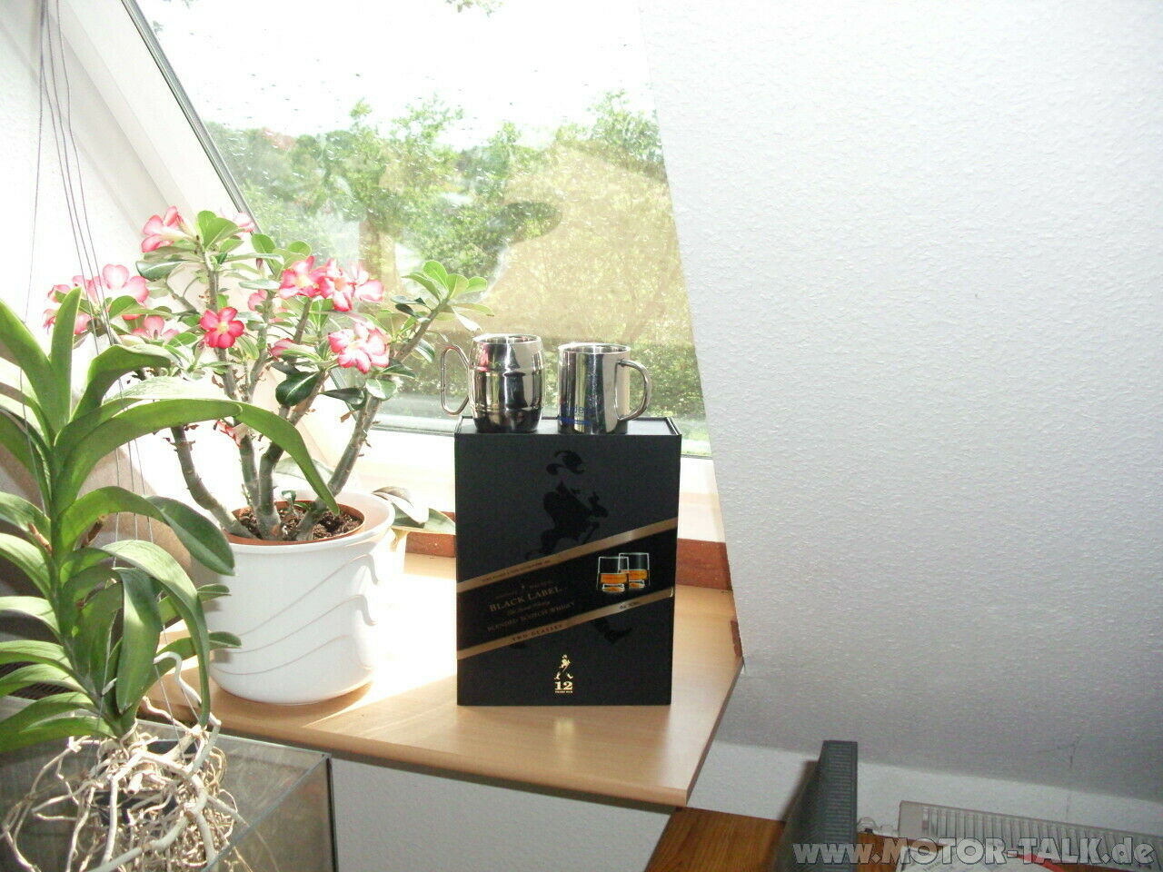 Bullitreffen Rerik Pfingsten 2011