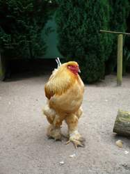 Vorlage zu den Ninjaturtels in Friesland