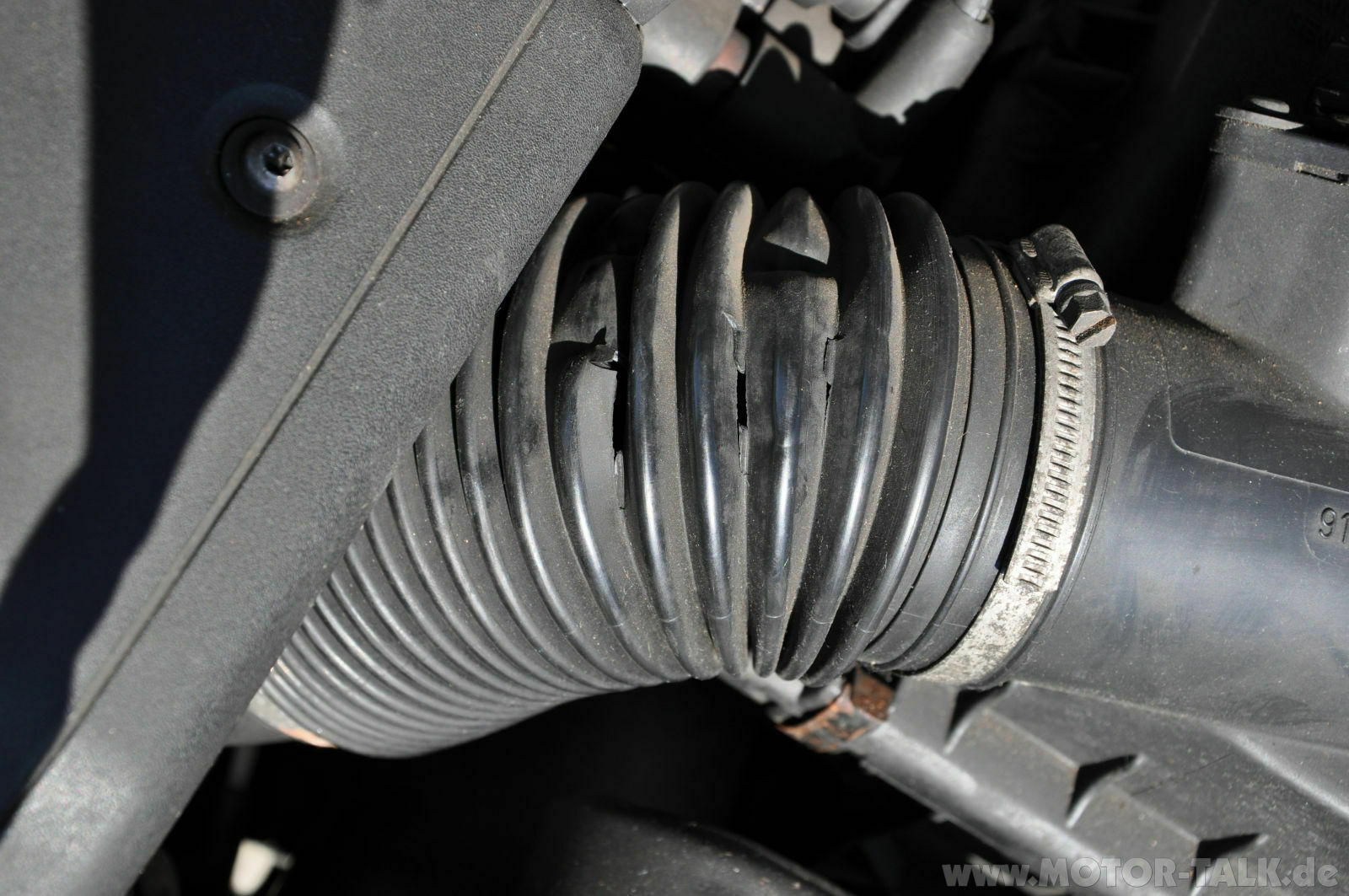 Wir begrüssen einen neuen Elch in der Runde!