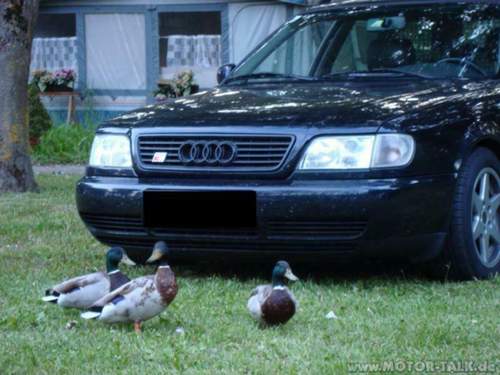Audi-mit-enten