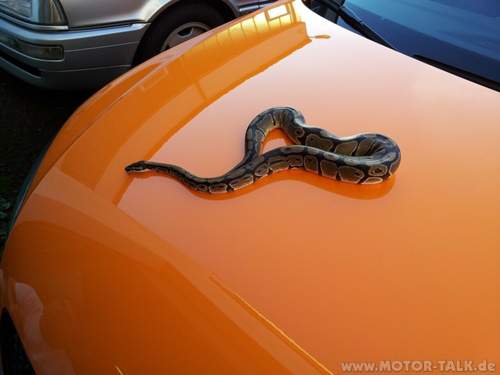 Tt-schlange-1280