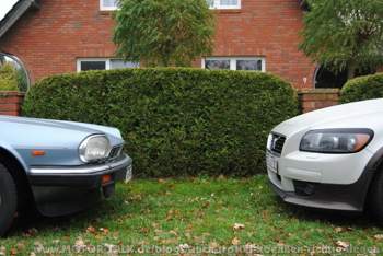 Die Schnauzen der beiden