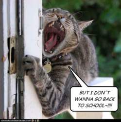 Funny-pictures-cat-does-not-want-school