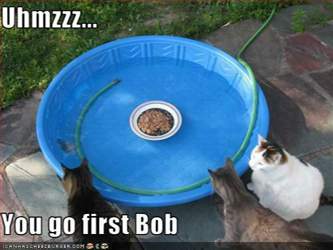 Funny-pictures-cats-think-about-entering-pool1