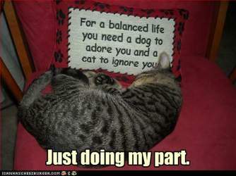 Funny-pictures-cat-dutifully-ignores-you