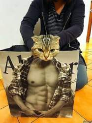 Katze-lustige-bilder