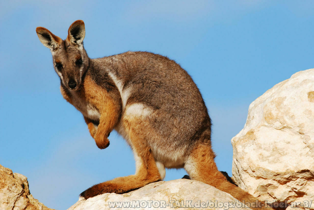 Nun denn. 3. Versuch.