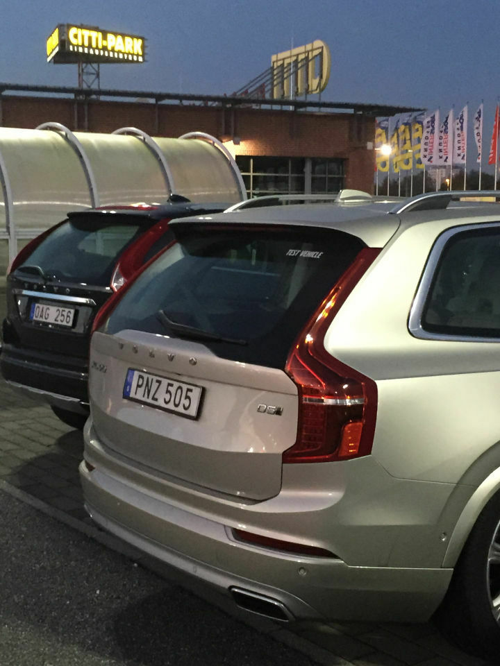 Sind Elche Rudeltiere?