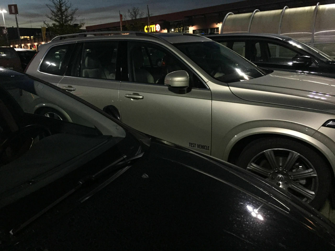 Sind Elche Rudeltiere?