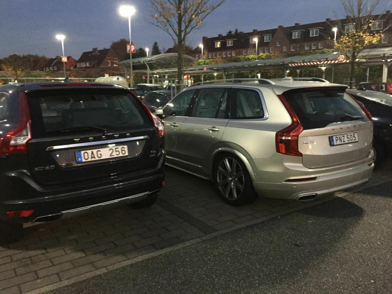 Sind Elche Rudeltiere?