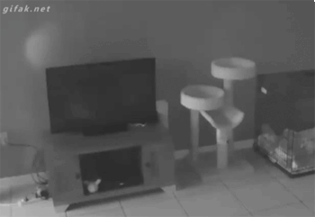 Tumblr-nisir7kmm31s2yegdo1-500