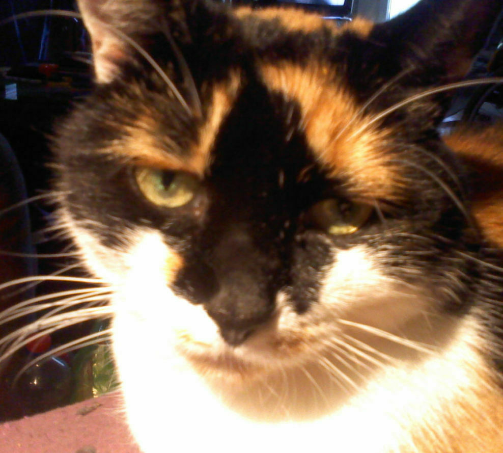 Toms Diskusions - Ecke