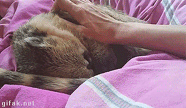 Toms Diskusions - Ecke