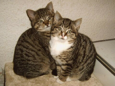 Der Schrottplatz - Spiegelsymmetrisch des Showrooms