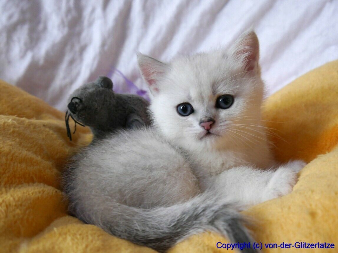 Der Schrottplatz - Spiegelsymmetrisch des Showrooms