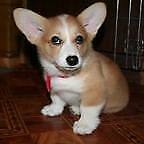 Der Schrottplatz - Spiegelsymmetrisch des Showrooms