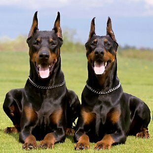 Der Schrottplatz - Spiegelsymmetrisch des Showrooms