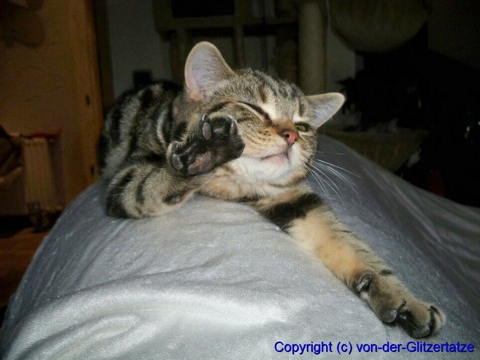 Der Schrottplatz - Spiegelsymmetrisch des Showrooms