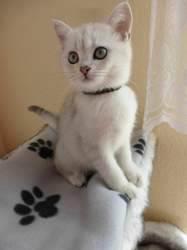 Nico-2015-03-24-11-42-28