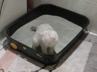 Nico-2015-03-22-17-23-02