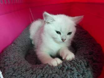 Nico-2015-03-22-15-44-58