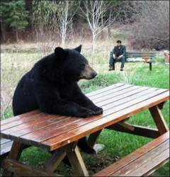 Wo-bleibt-der-pickenickenkorb