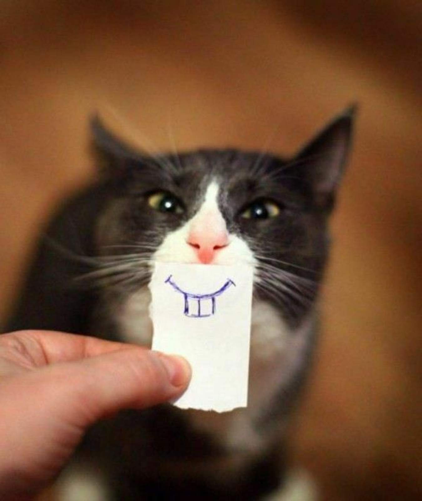 funny-cat-face515