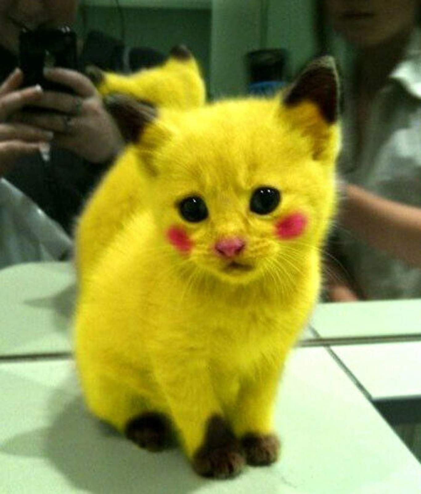 funny-cat-real-pikachu