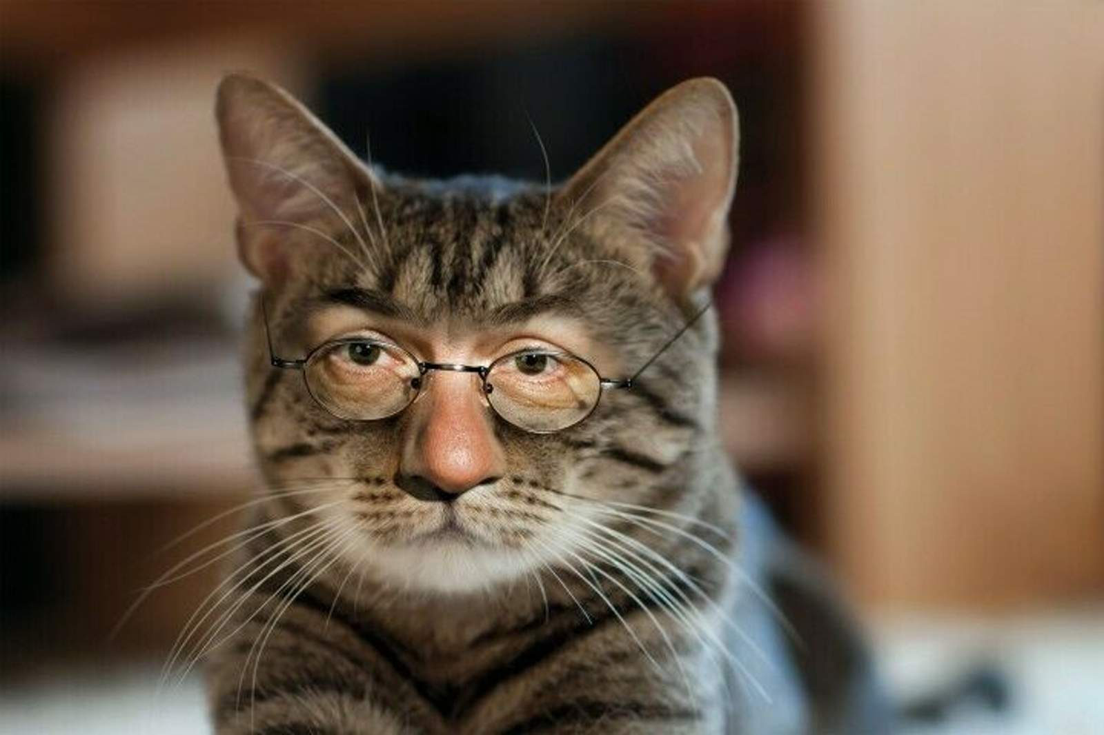 alles-fuer-die-katz-720x480