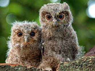 Zwei-suesse-eulen