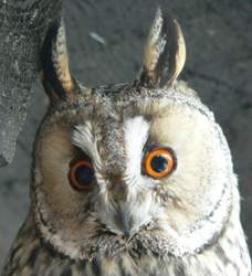 Strix-aluco-waldohreule-gesichtsschleier-2