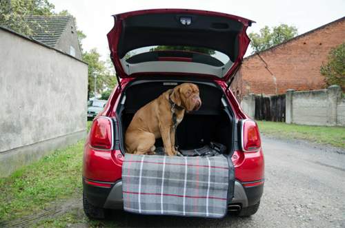 Der Hund ist zu gro&szlig;