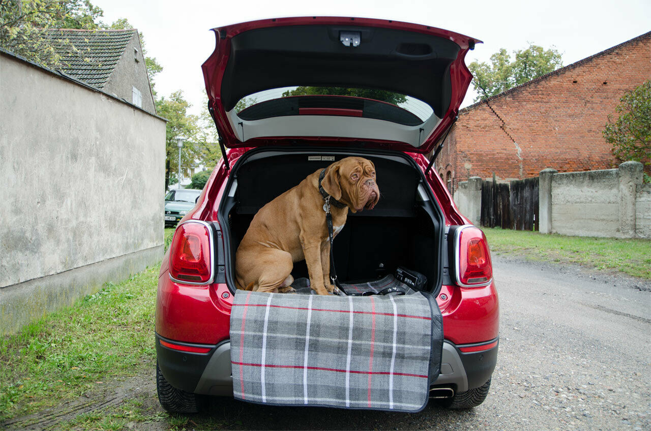 Der Hund ist zu gro&szlig;