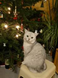 Nico-2015-12-13-18-03-26