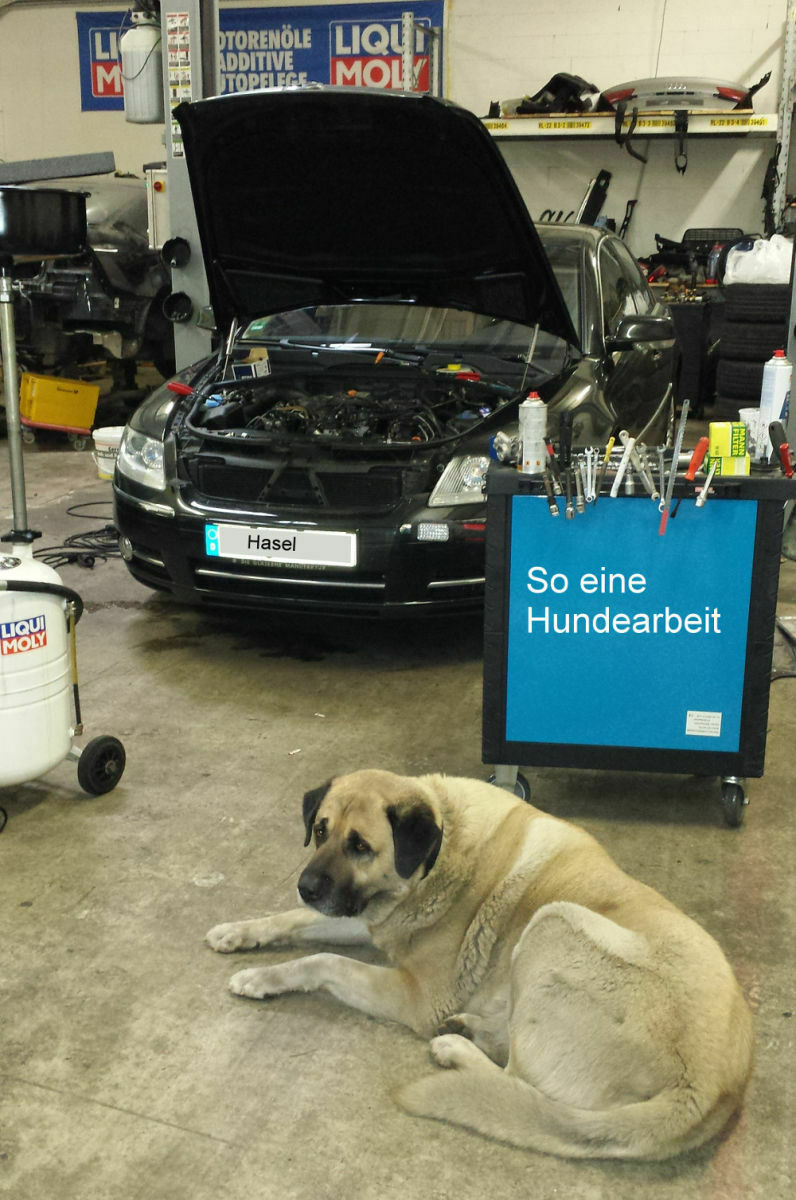 Hasels runderneuerte Geliebte