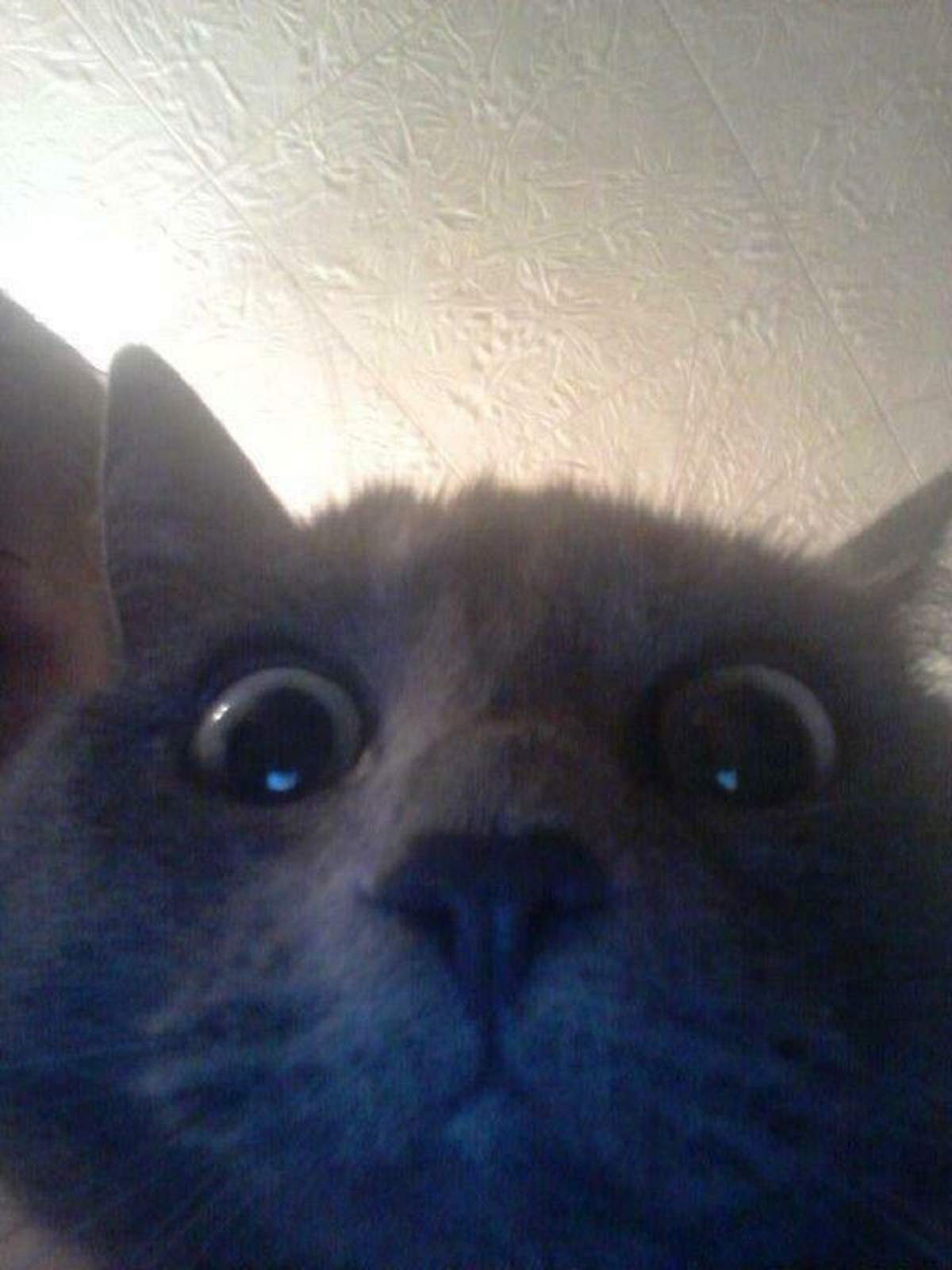 kott1-jpg-8933809-16005991