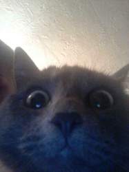 Kott1-jpg-8933809-16005991