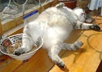 Imgsrc-ru-49137236osw