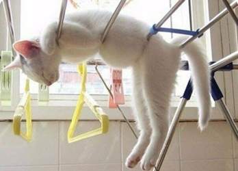 Imgsrc-ru-49126283dpc