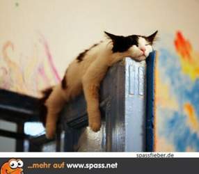 Katze-schlaeft-auf-tuer-483x382